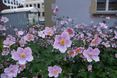 Bad Kissingen